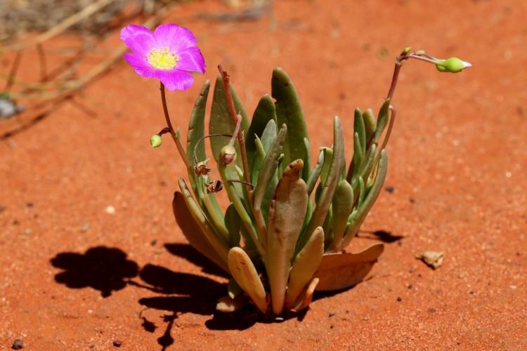 Paraquilia, una planta comestible australiana.