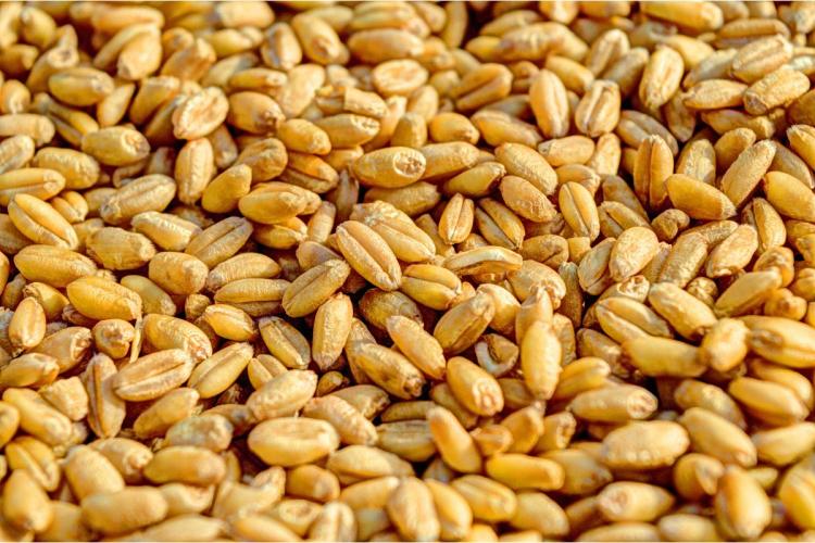 Detalle de granos de trigo.