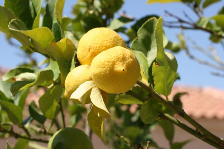 Dos limones en un limonero bajo el sol de verano.